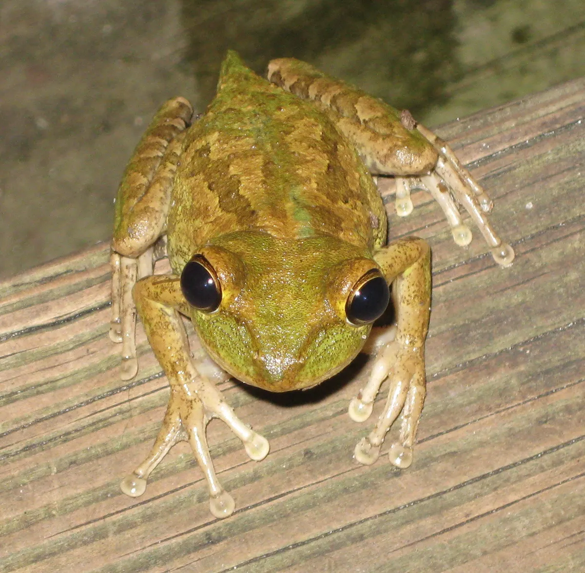 Rana Arborea Cubana