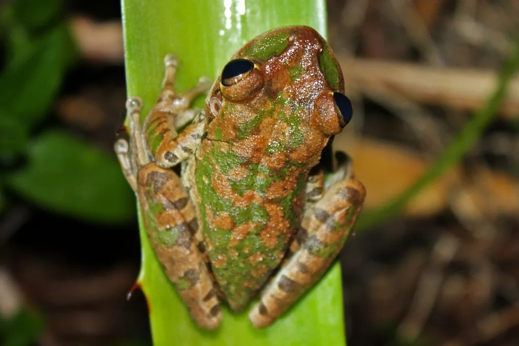 Rana Arborea Cubana