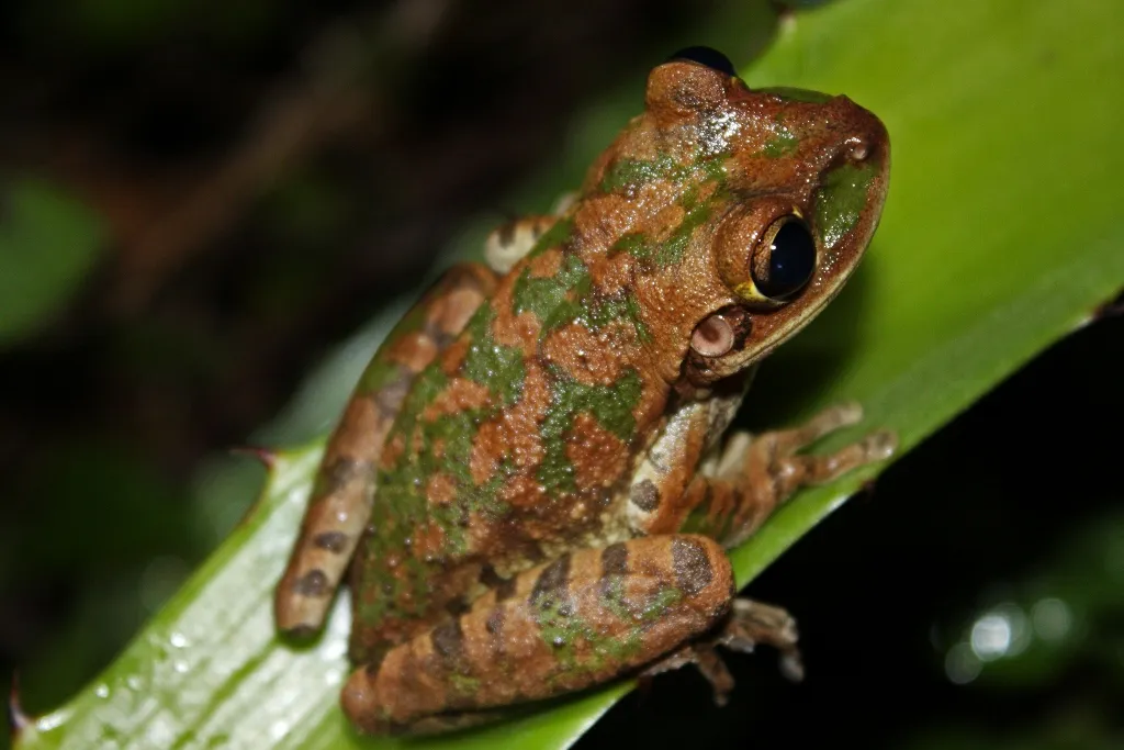 Rana Arborea Cubana