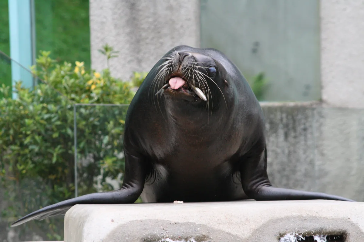 León Marino Sudamericano