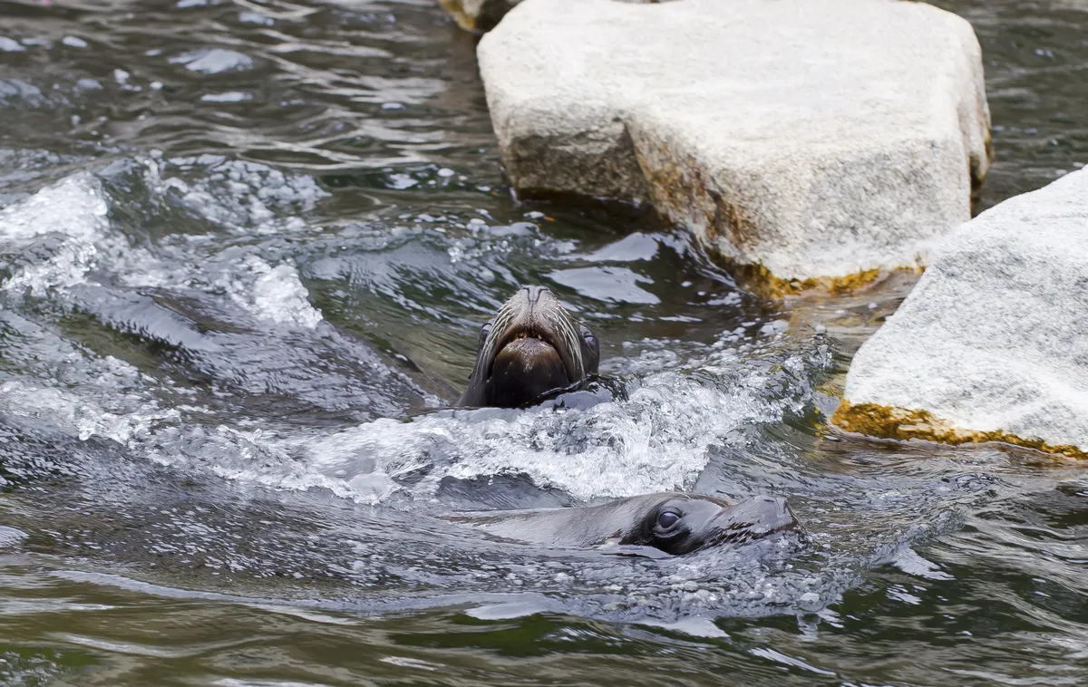 León Marino Sudamericano