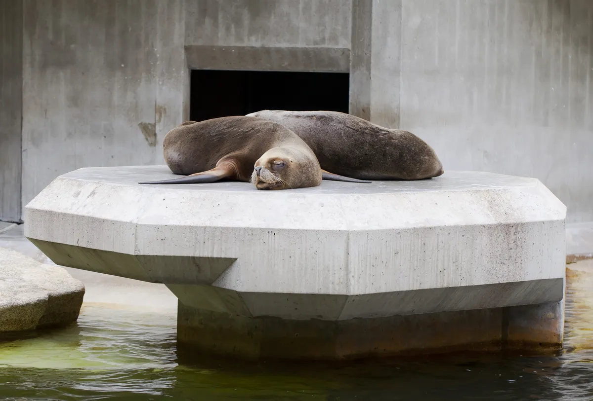 León Marino Sudamericano