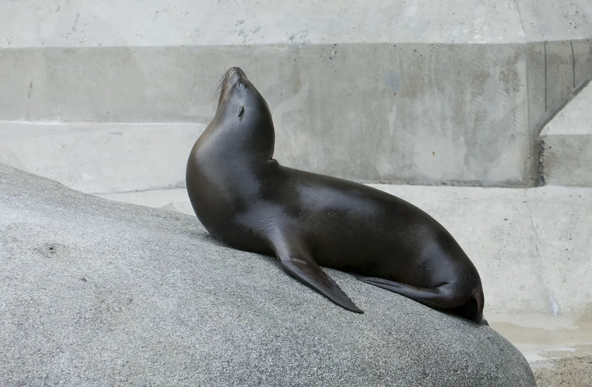 León Marino Sudamericano