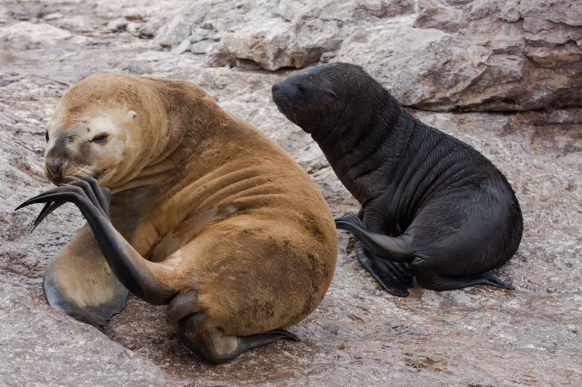 León Marino Sudamericano