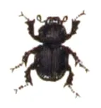 Otophorus haemorrhoidalis