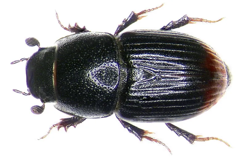 Bloody Small Dung Beetle