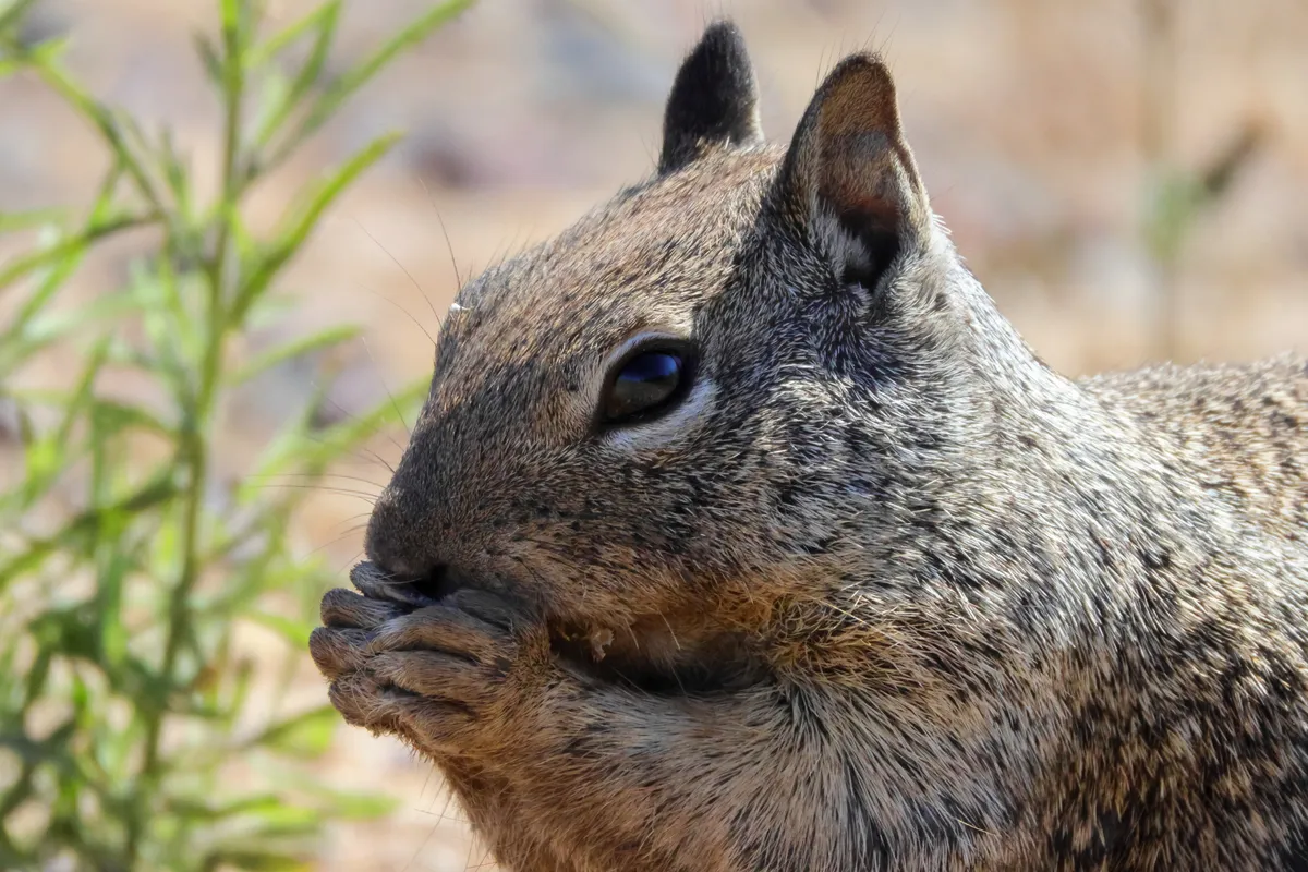 Ardilla Terrestre de California