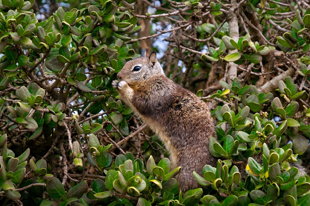 Ardilla Terrestre de California