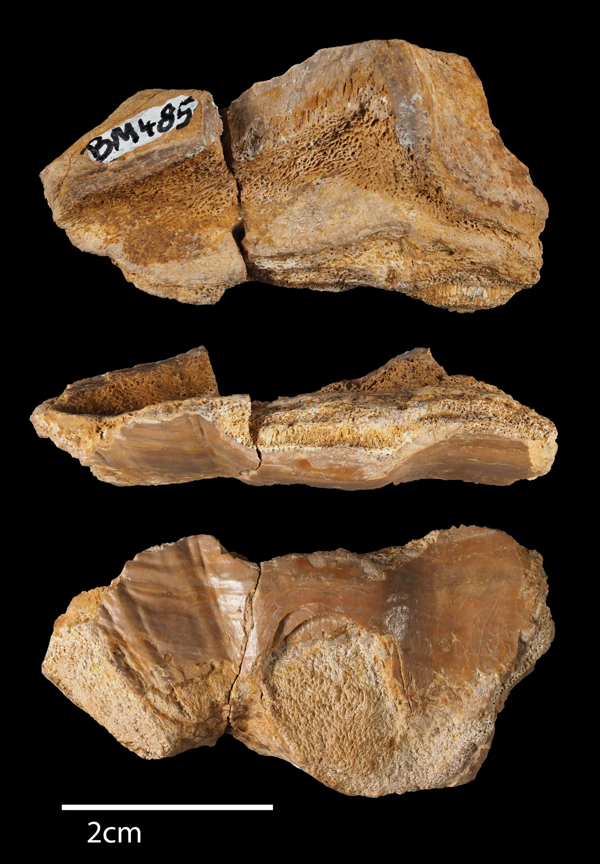 Lotharingian Chimaera