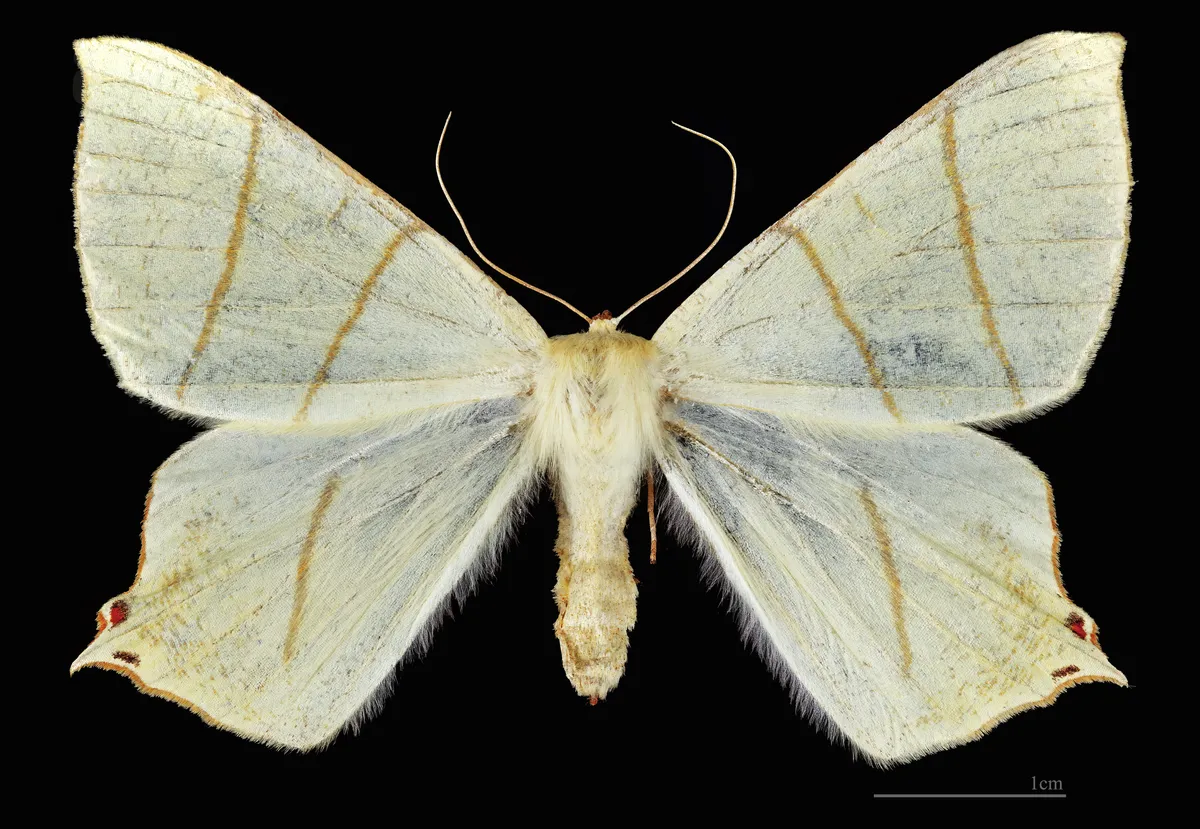 Ourapteryx sambucaria
