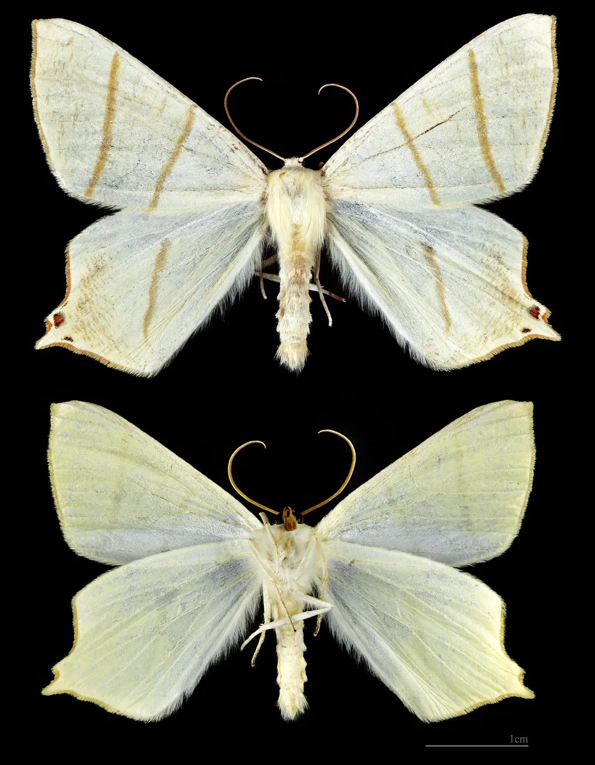 Swallow-tailed Moth