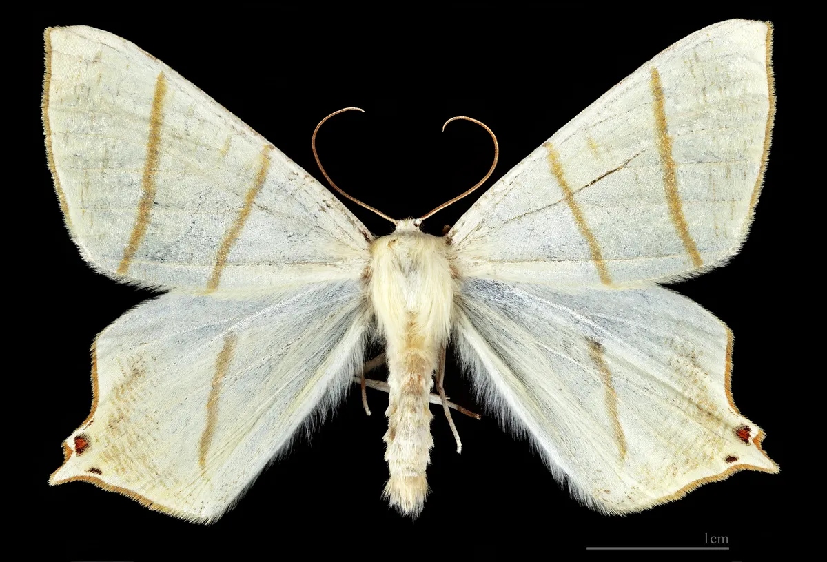 Swallow-tailed Moth