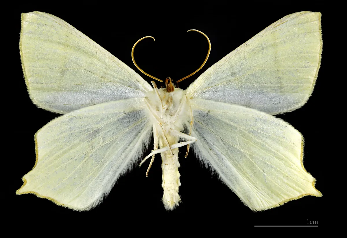 Swallow-tailed Moth