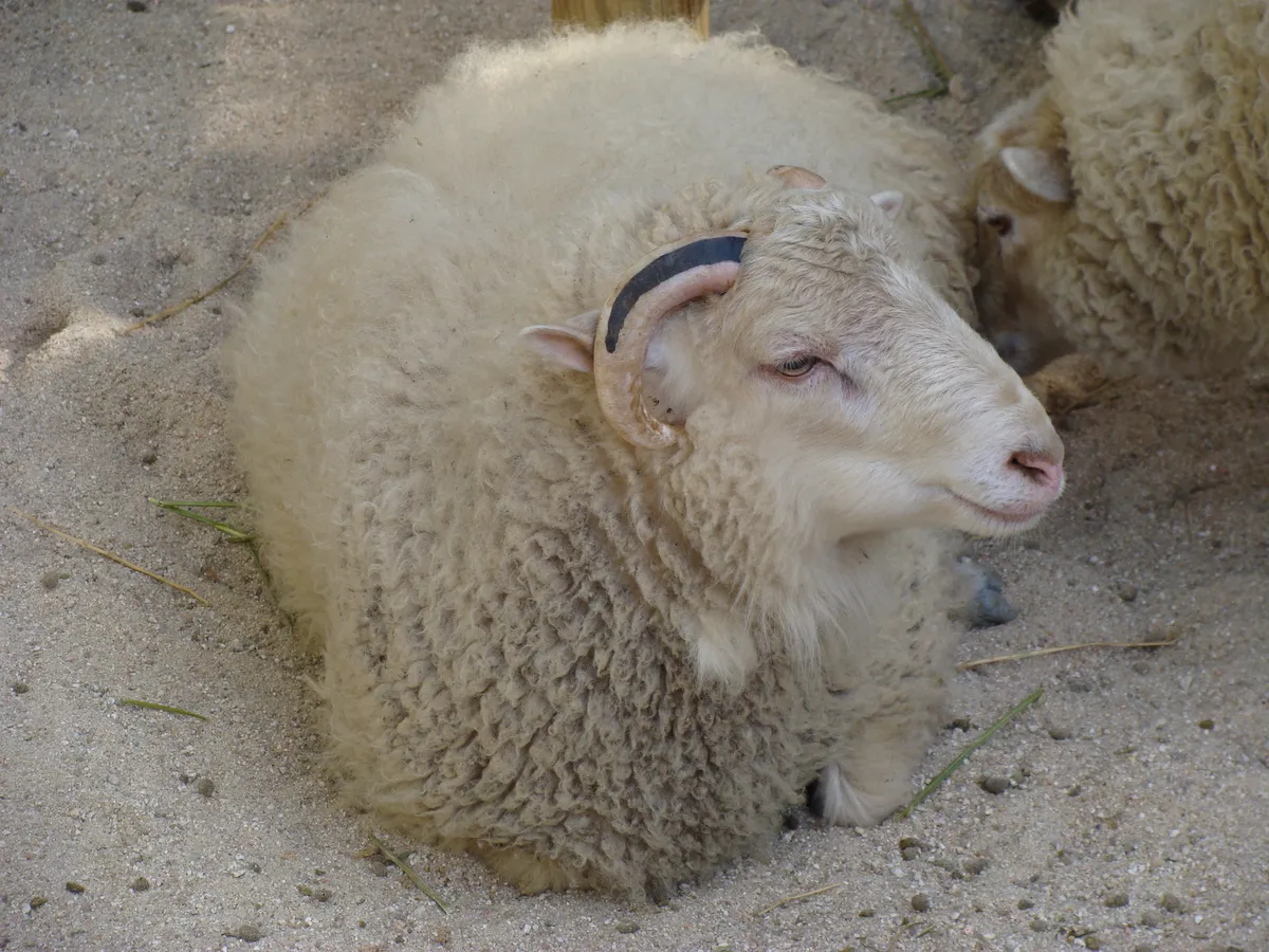 Oveja Doméstica