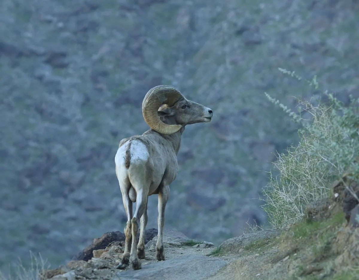 Bighorn Sheep