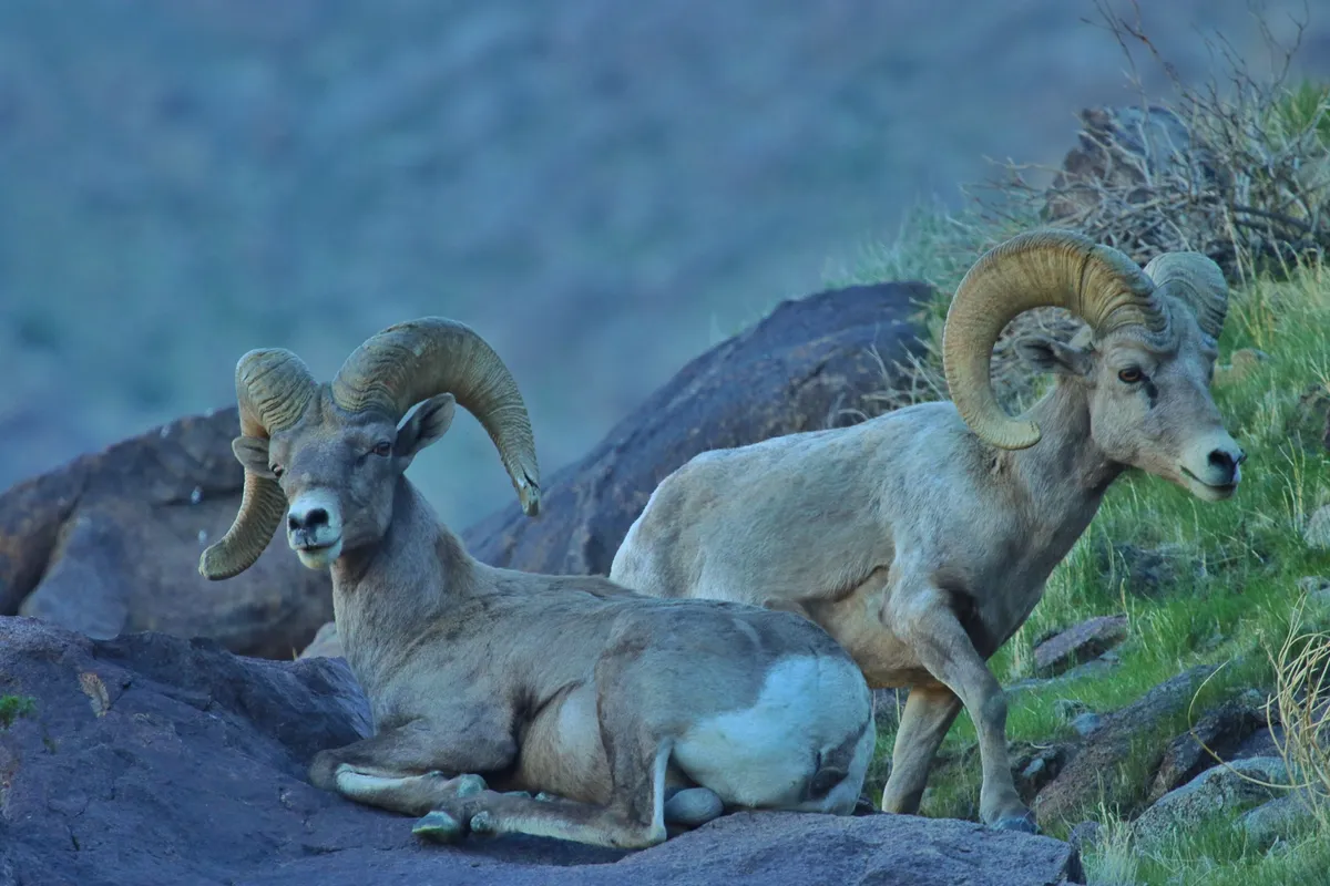 Bighorn Sheep