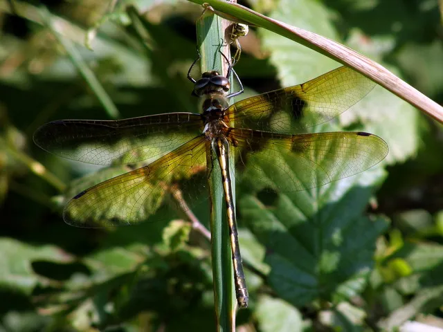 Esmeralda Manchada de Naranja