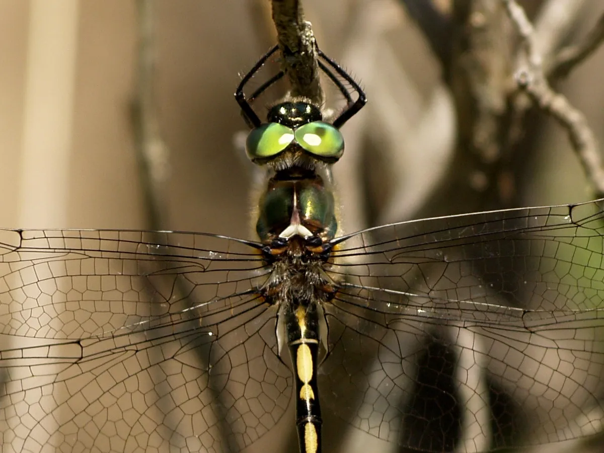 Esmeralda Manchada de Naranja