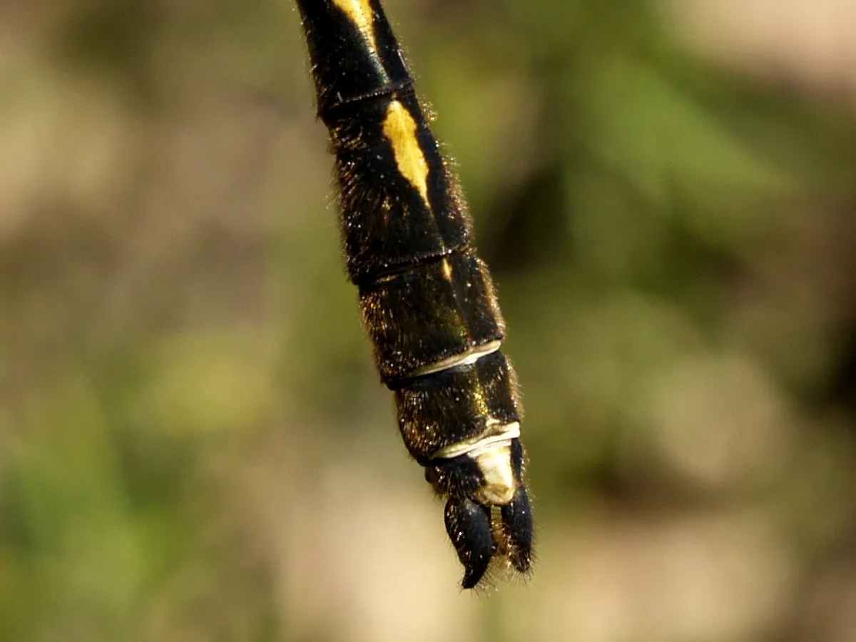 Esmeralda Manchada de Naranja
