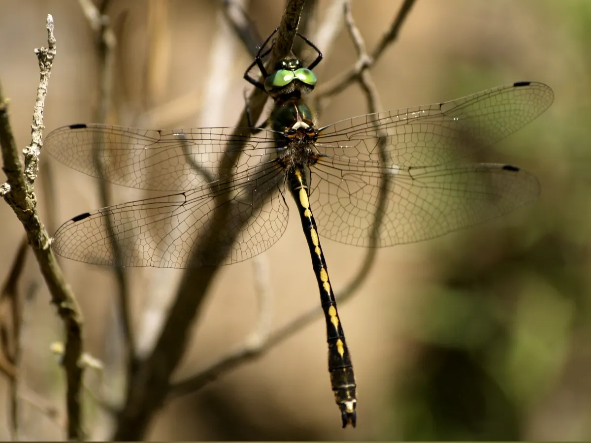 Esmeralda Manchada de Naranja