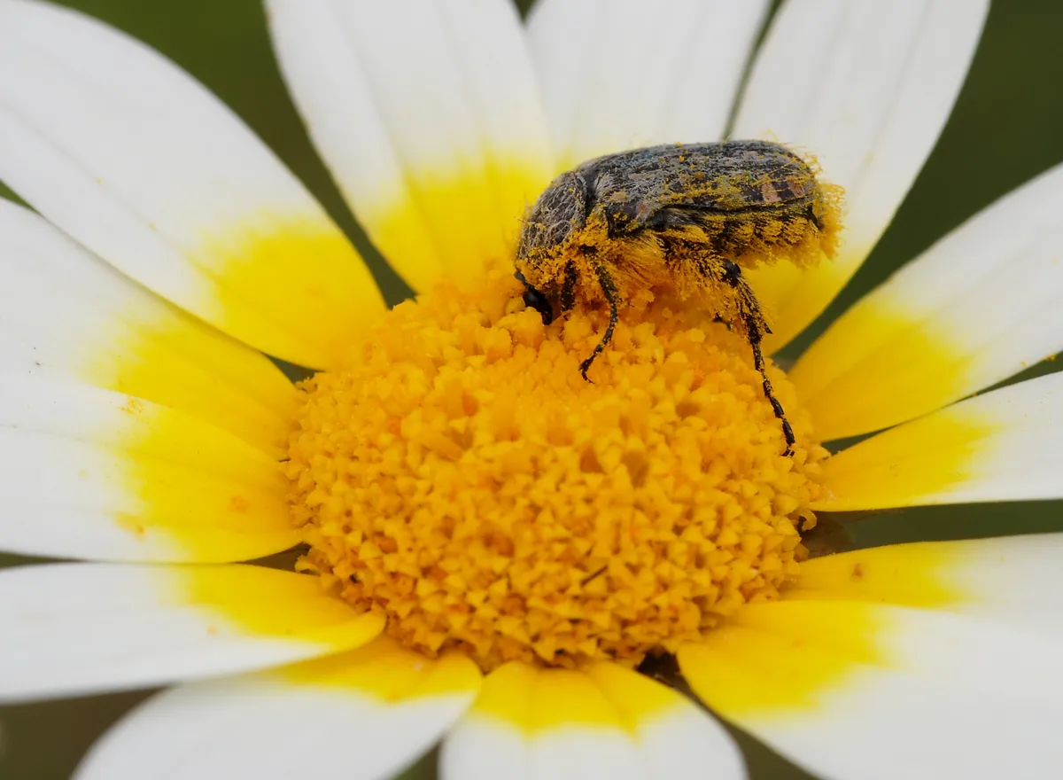 Mourning Rose Chafer