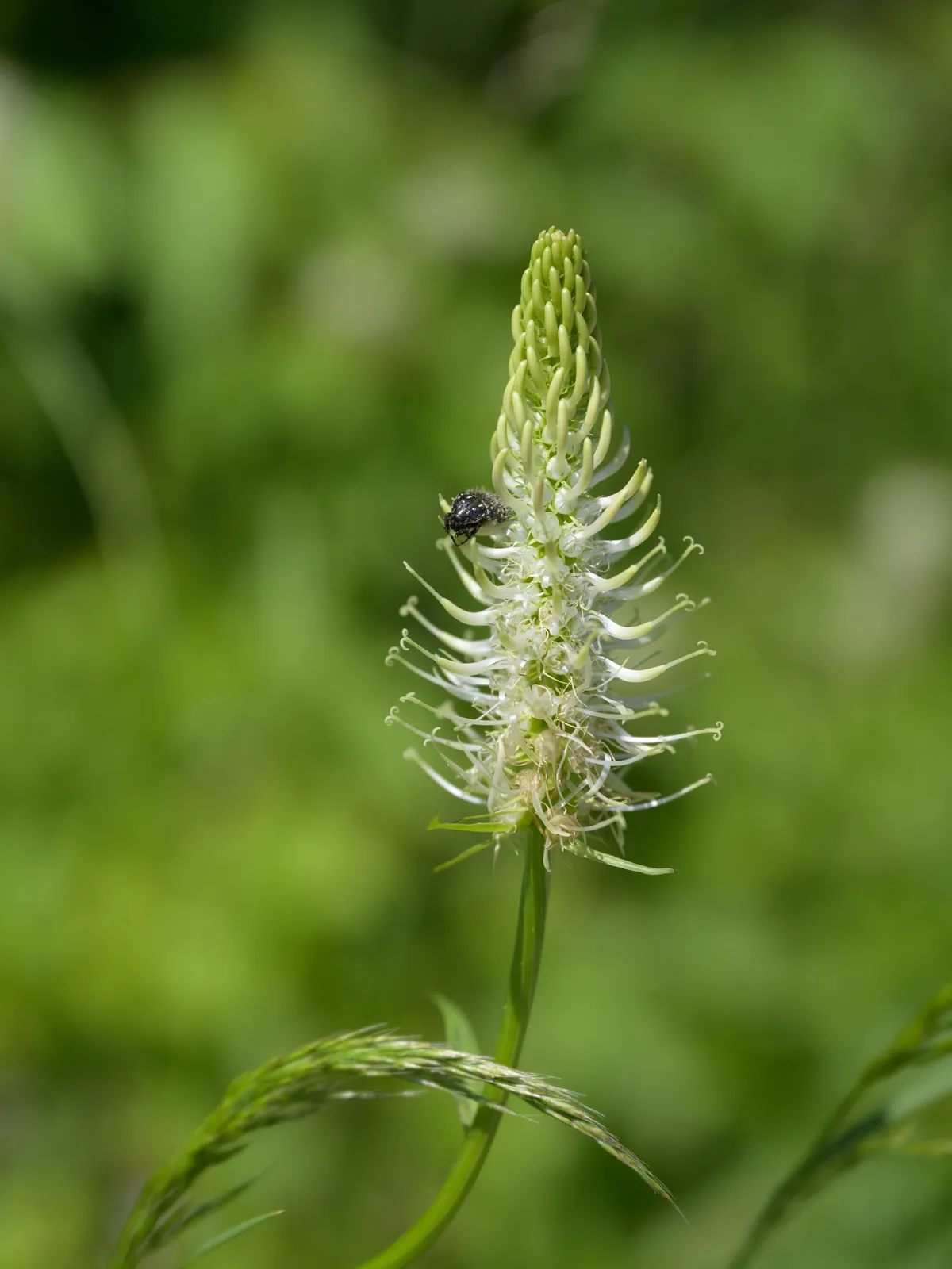 Mourning Rose Chafer