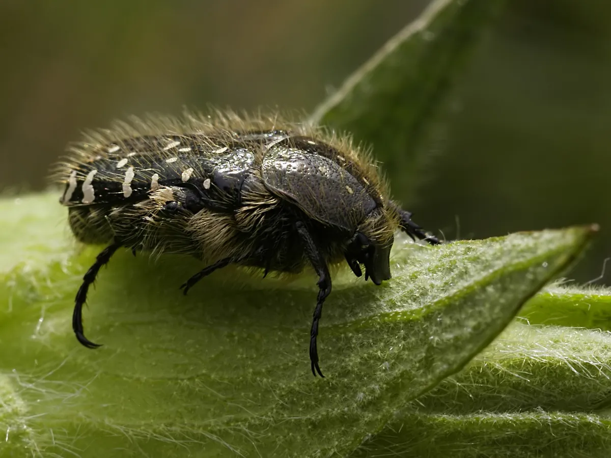 Mourning Rose Chafer