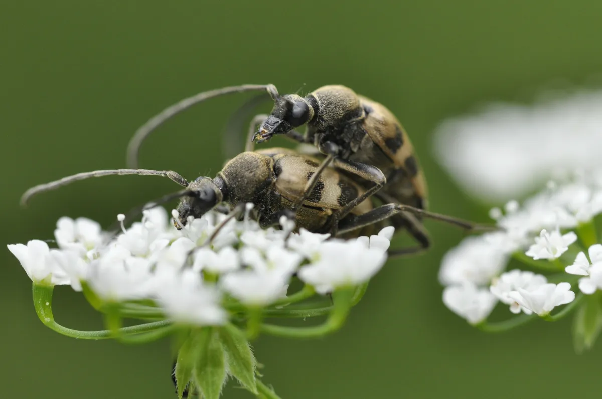 Pachytodes cerambyciformis
