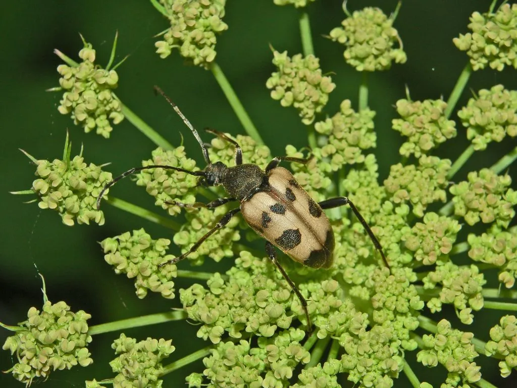 Longhorn Beetle