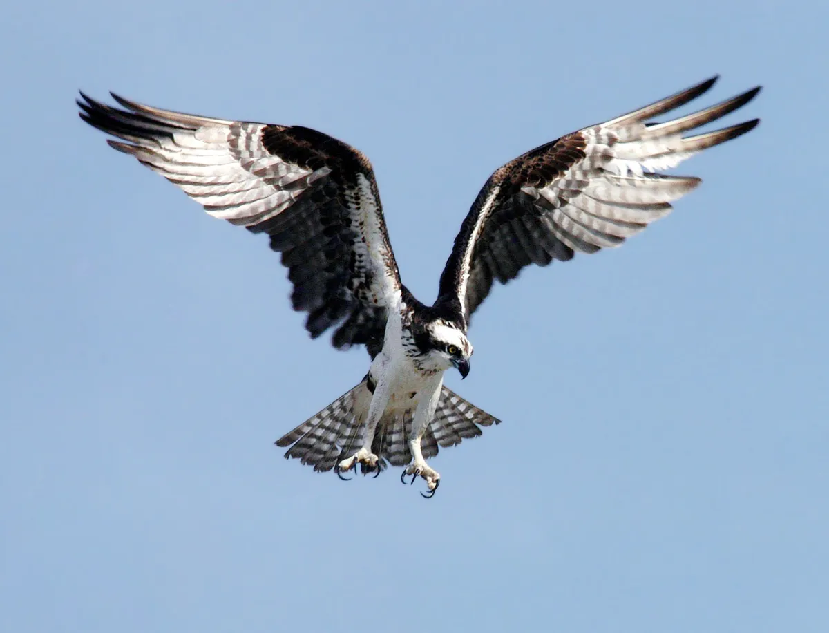 Águila Pescadora