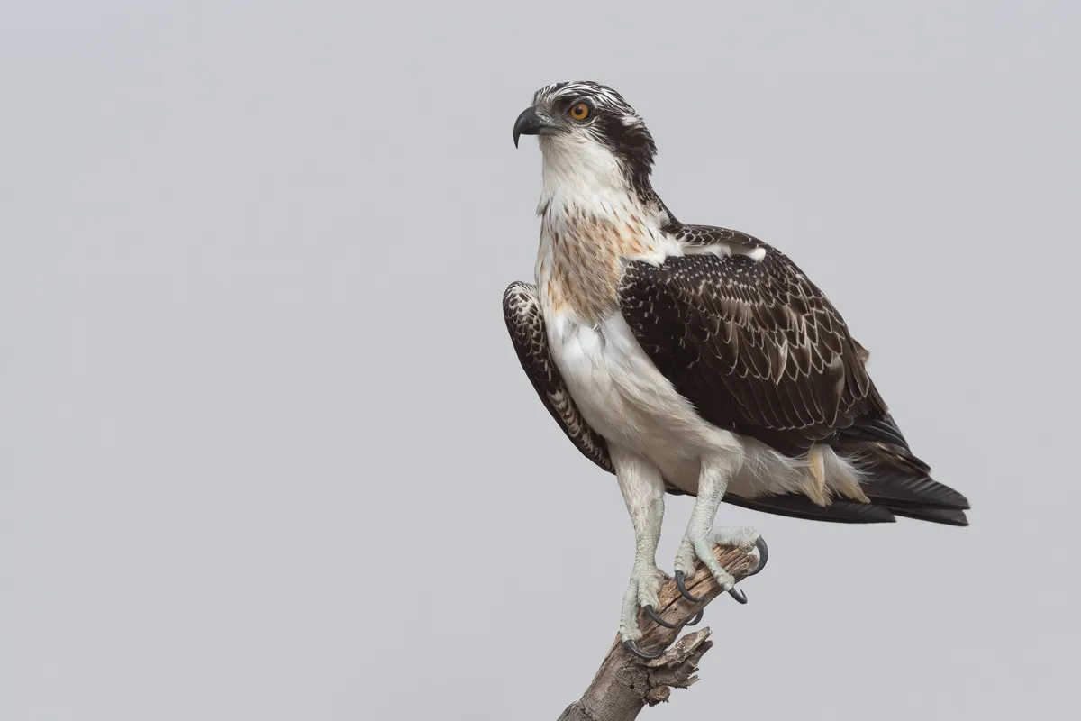 Águila Pescadora
