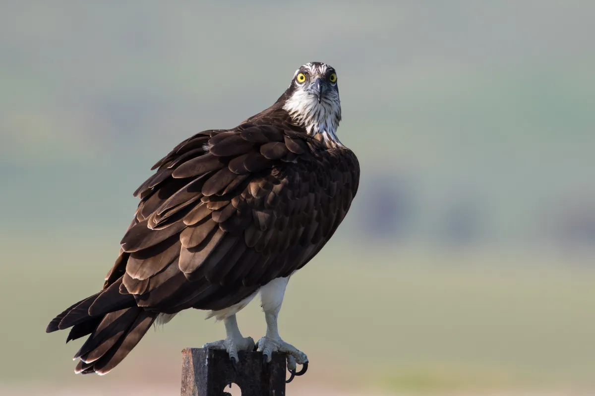 Águila Pescadora