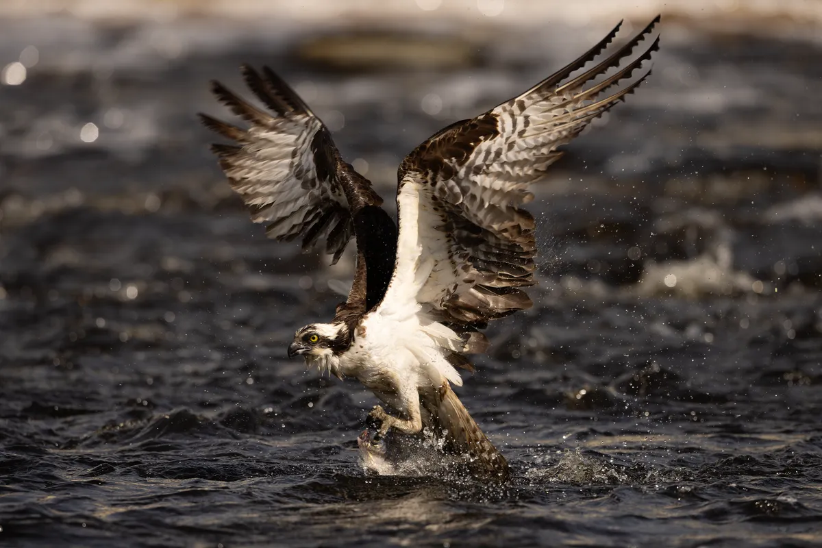 Águila Pescadora