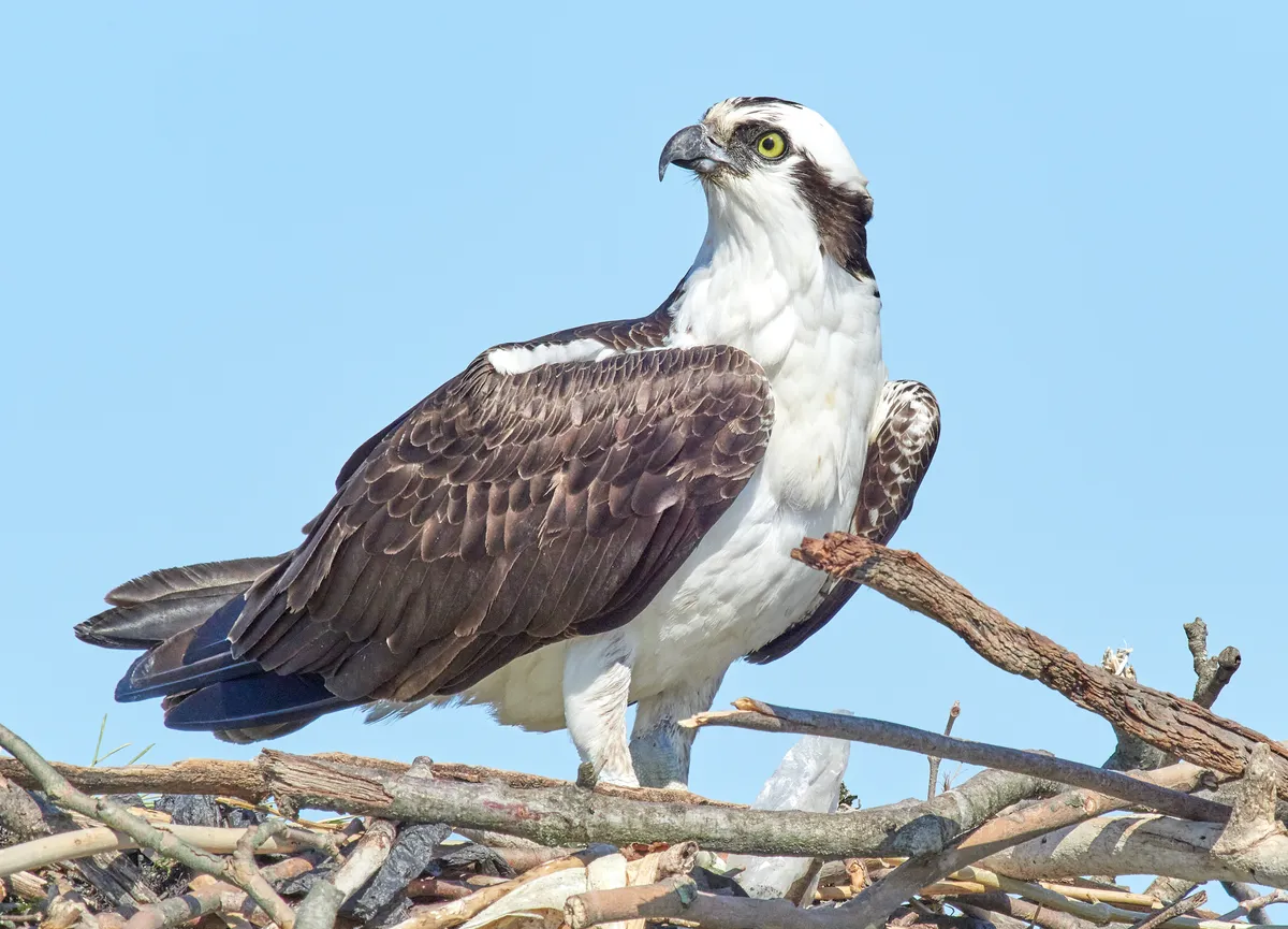 Águila Pescadora