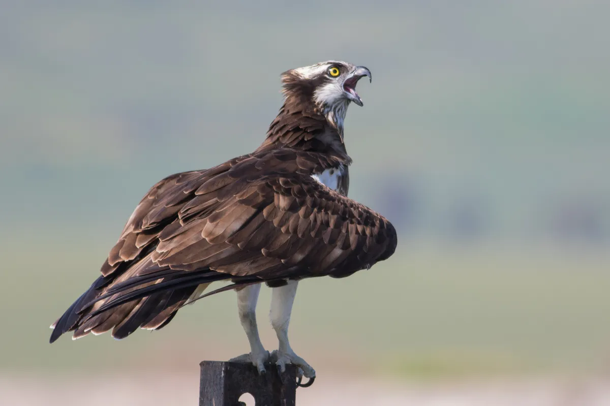 Águila Pescadora