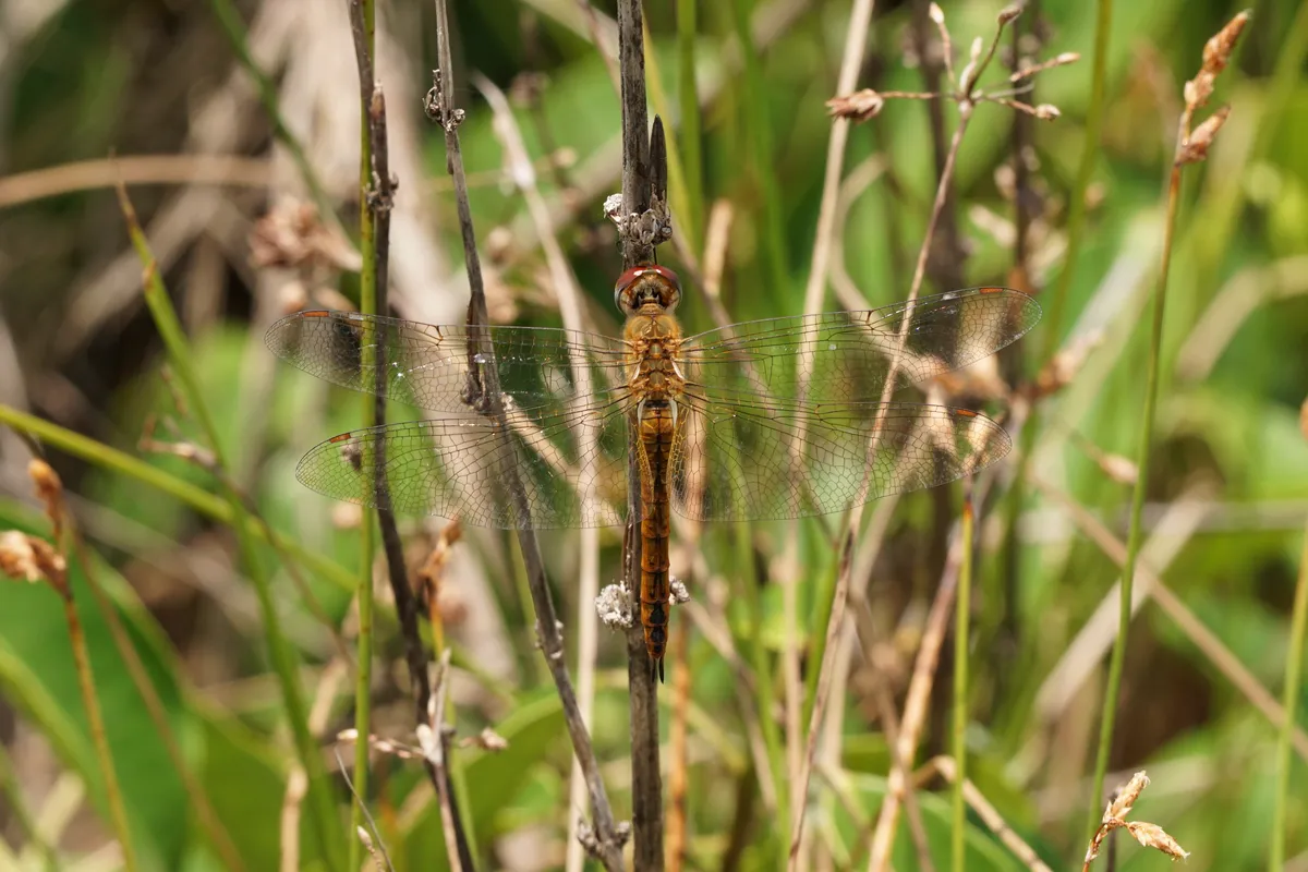 Globe Skimmer