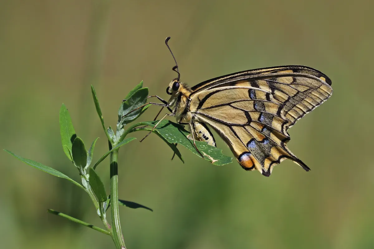 Papilio machaon