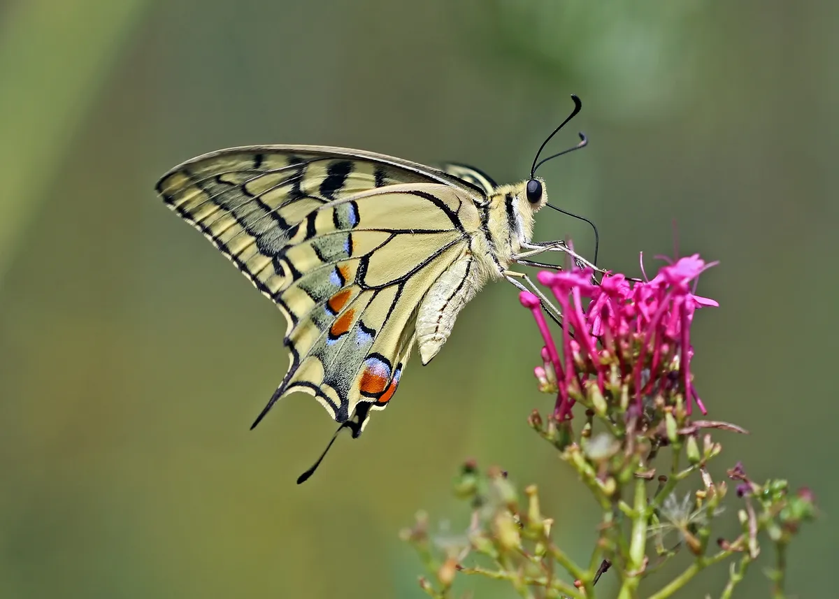 Swallowtail Butterfly