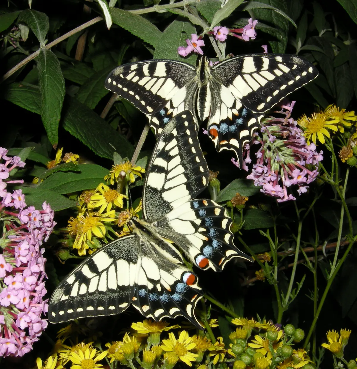 Swallowtail Butterfly