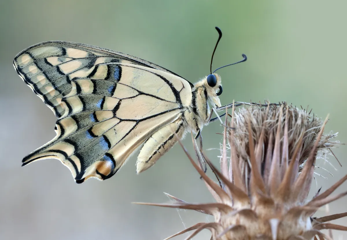Swallowtail Butterfly