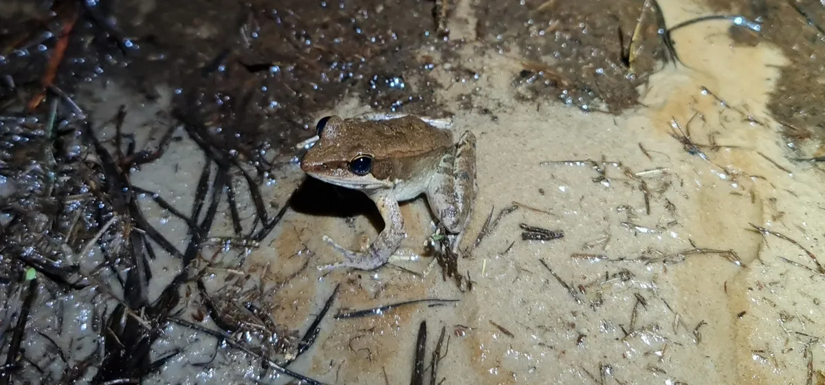Wood Frog