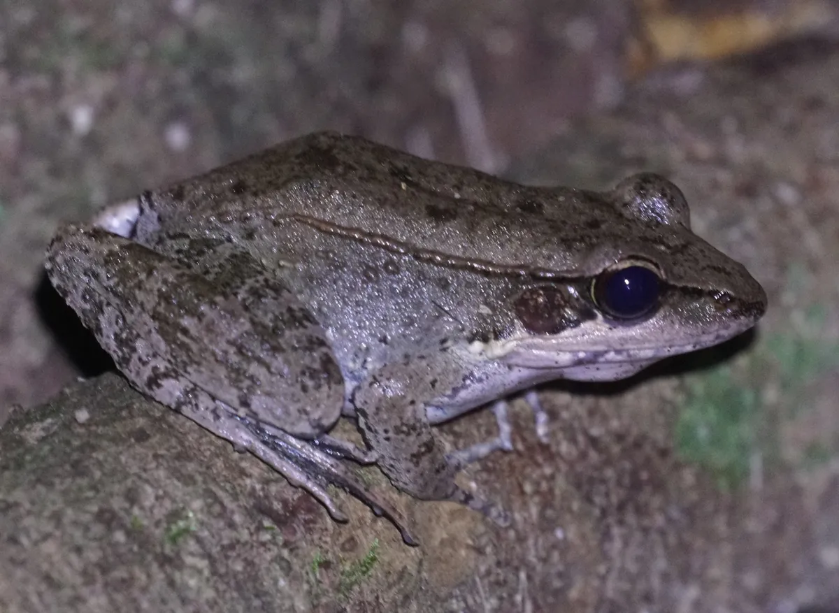 Wood Frog