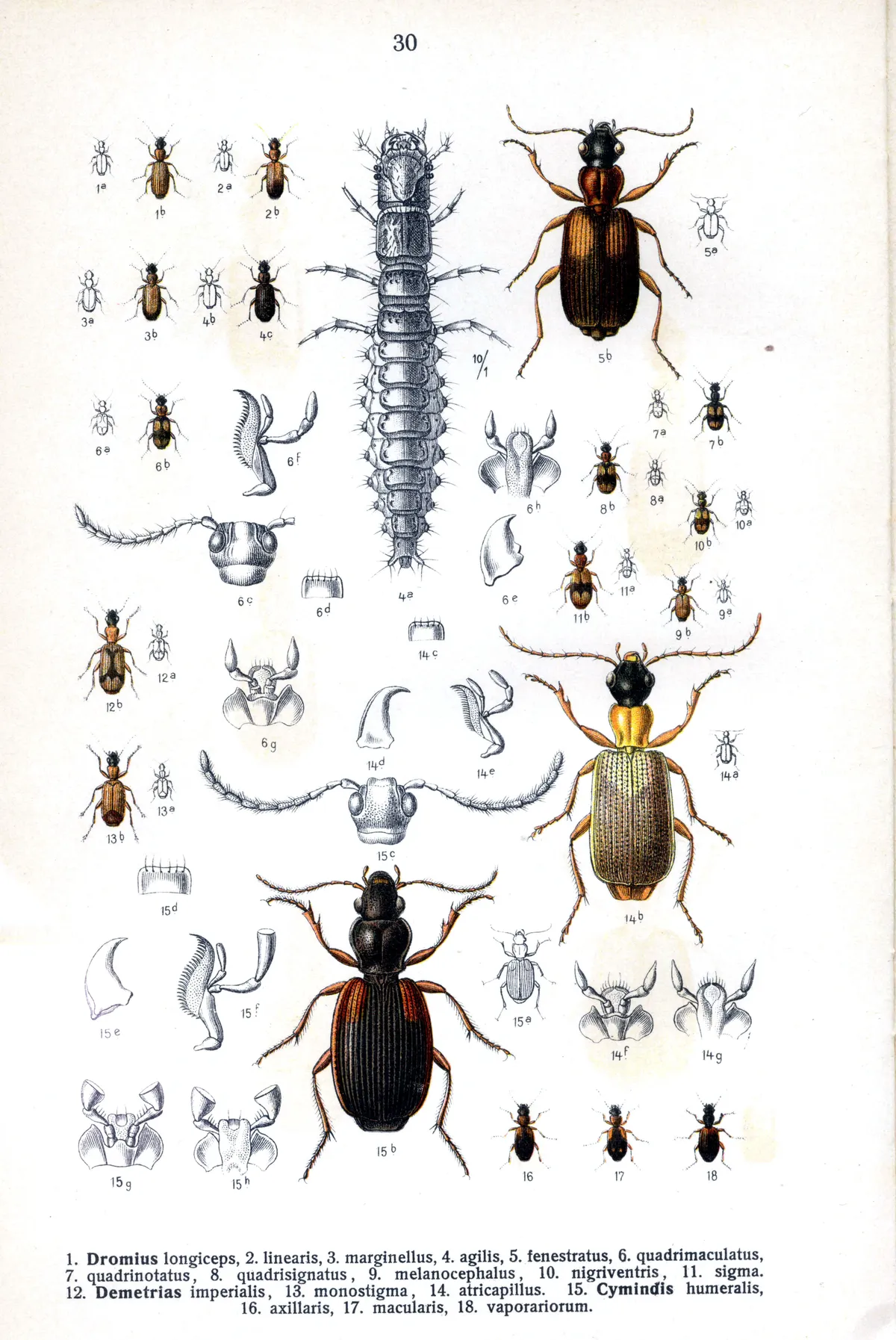 Paradromius linearis