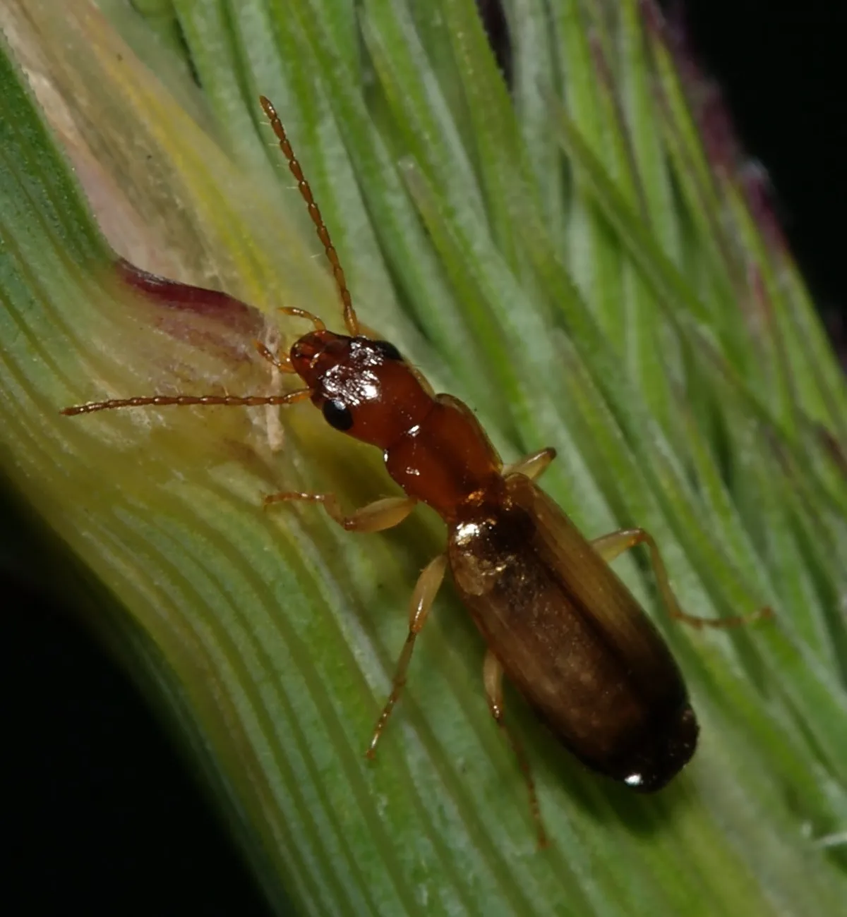 Escarabajo Terrestre Lineal