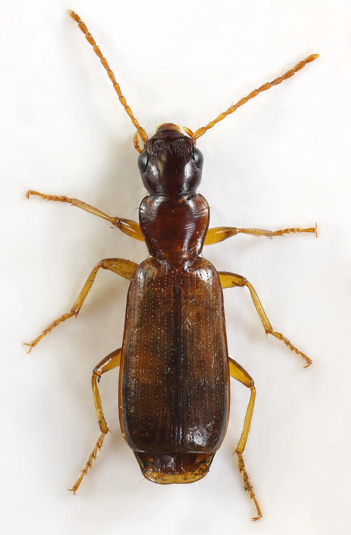 Escarabajo Terrestre Lineal