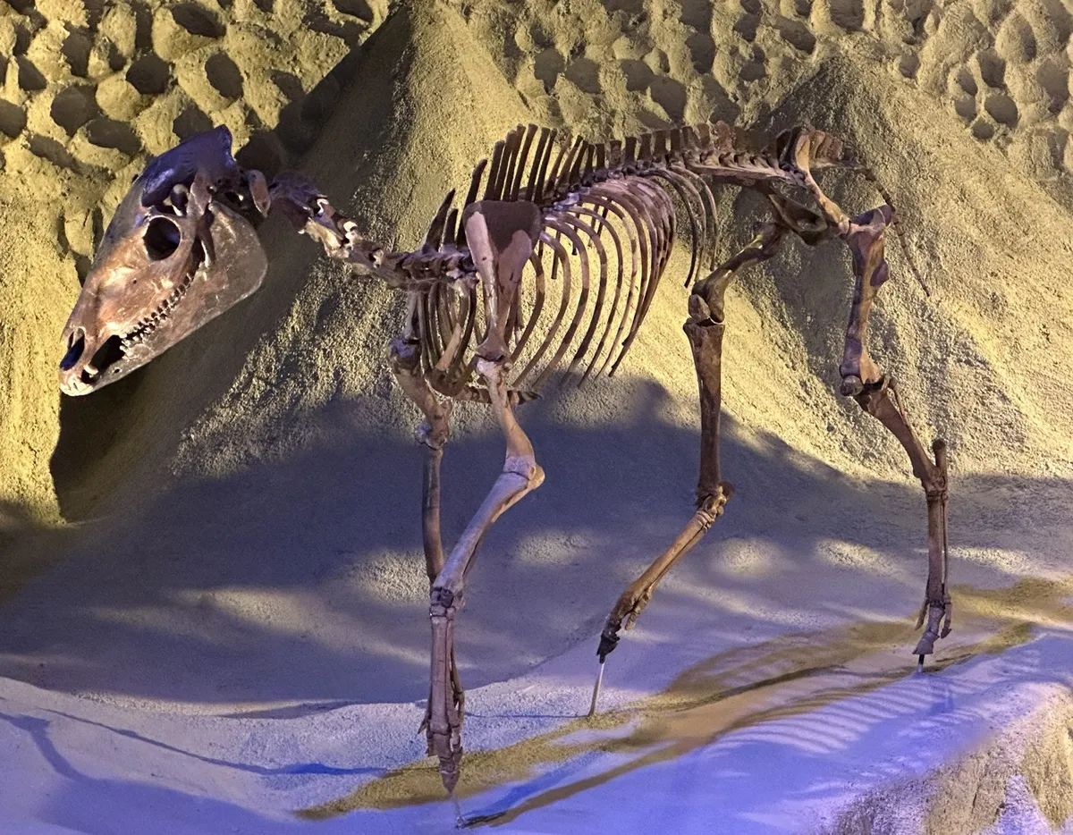 Parahippus leonensis