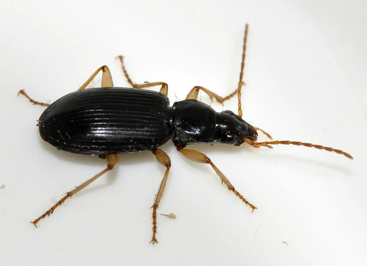 Escarabajo terrestre de piernas blancas