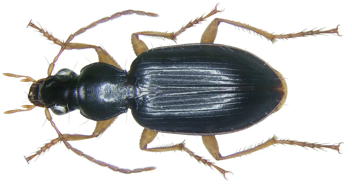 Escarabajo terrestre de piernas blancas