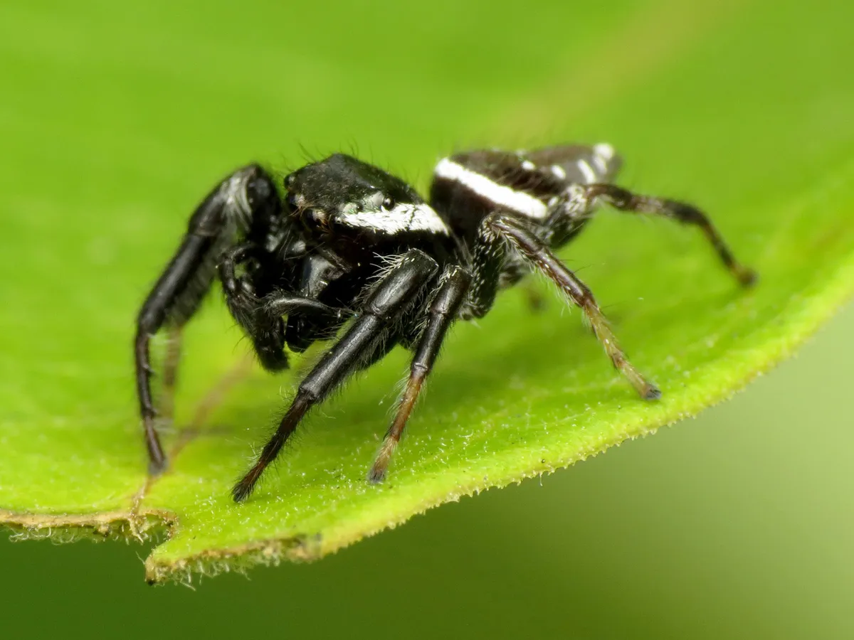 Araña Saltadora Naranja