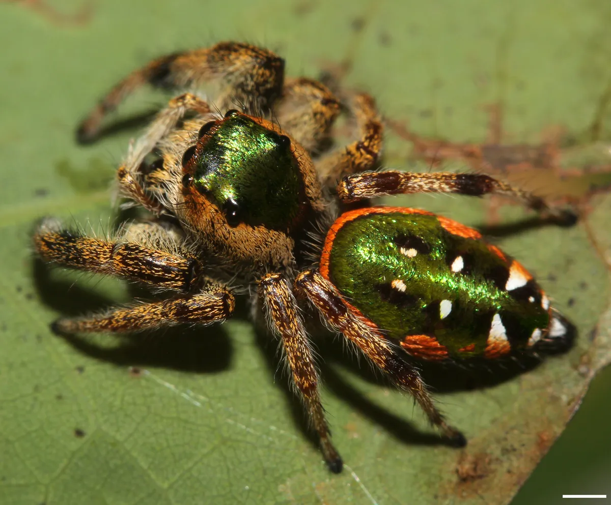 Araña Saltadora Naranja
